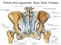 Ekstrarenal Pelvis Tedavisi Nasıl Yapılmalıdır? Ekstrarenal Pelvis Tedavisi Nasıl Yapılmalıdır?