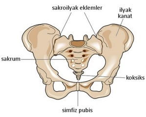 Kemik Pelvis Anatomisi Tipleri Kemik Pelvis Anatomisi Tipleri