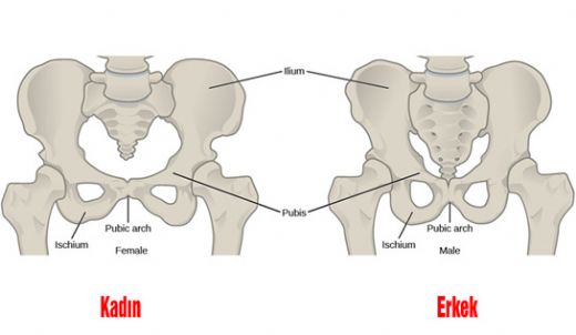 Kadnlarda Pelvis Blgesi Neresidir