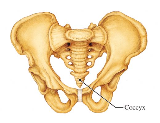 Kemik Pelvis