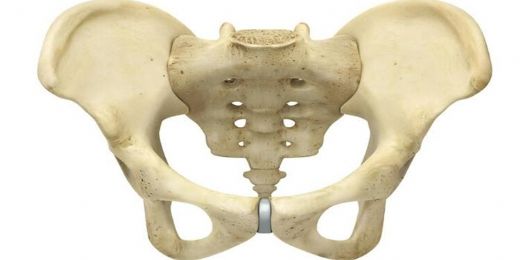 Pelvis