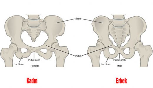 Pelvis İskeleti Görevleri