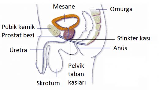 Pelvis Kas Egzersizi