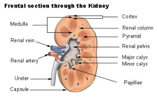 Pelvis Renalis Yapısı