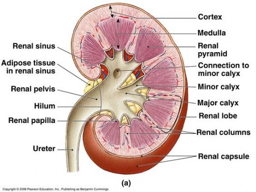 Renal Pelvis