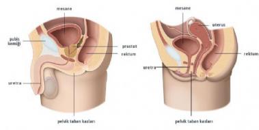 Erkeklerde Pelvis Kas