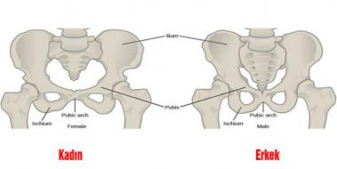 Kadnlarda Pelvis Blgesi Neresidir