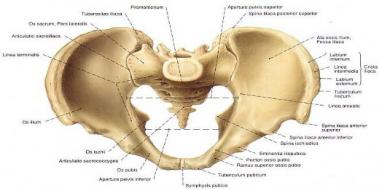 Pelvis Anatomisi