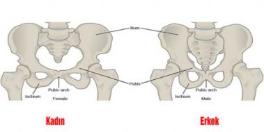 Pelvis Kemikleri