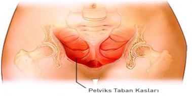 Pelvis Nedir